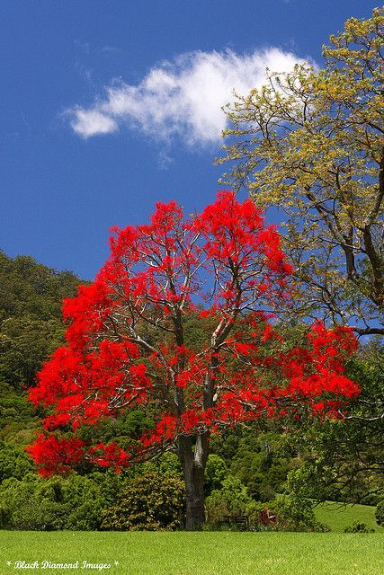 Brachychiton acerifolius - Illawarra Flame Tree, Flame Tree - © All Rights Reserved - Black Diamond Images Jacaranda Mimosifolia, Rainforest Flowers, Rainforest Plants, 1st November, Australian Native Garden, Australian Wildflowers, Flame Tree, Australian Flowers, Australian Native Flowers