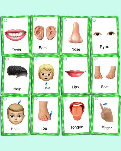 Body Parts Name, Body Parts Flashcards, Picture Of Body Parts, Body Parts For Kids, Body Name, Flashcards For Toddlers, Body Parts Preschool, Body Chart, Animal Flashcards