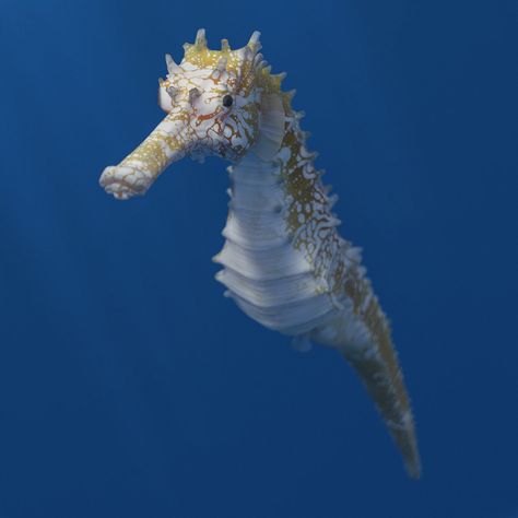 ArtStation - Hippocampus Histrix - Spiny Seahorse, Neal Biggs Spiny Seahorse, Seahorse Aesthetic, Seahorse Facts, Seahorse Drawing, Seahorse Art, Internet Marketing Strategy, Beautiful Sea Creatures, Oceanography, Exotic Fish