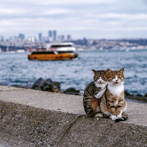 I Photographed Two Stray Cats Cuddling And I Swear This Is Not Staged | Bored Panda Istanbul Cats, Perros Golden Retriever, Gatto Carino, Cat Cuddle, Two Cats, Stray Cat, Animal Friends, Happy Cat, Istanbul Turkey