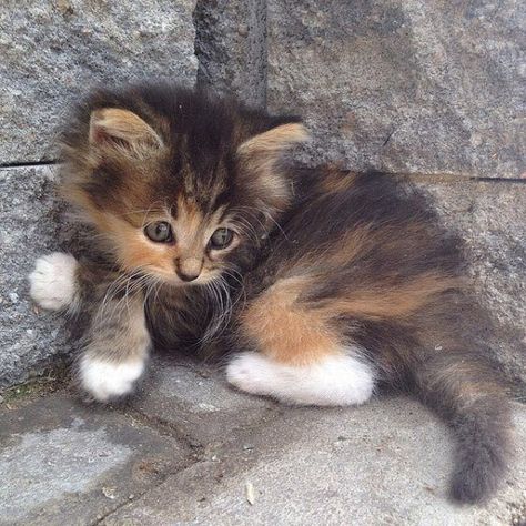 Tiny  Gorgeous Calico Kitten, Lovely Friends, Söt Katt, Adorable Kitten, Baby Cat, Kittens And Puppies, Baby Kittens, Cat Stuff, Cute Cats And Kittens