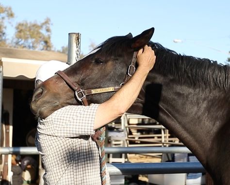 Masterson Method, Equine Bodywork, Equine Massage Therapy, Horse Massage, Natural Horsemanship Training, Largest Horse Breed, Equine Massage, Horse Training Exercises, Equine Veterinary