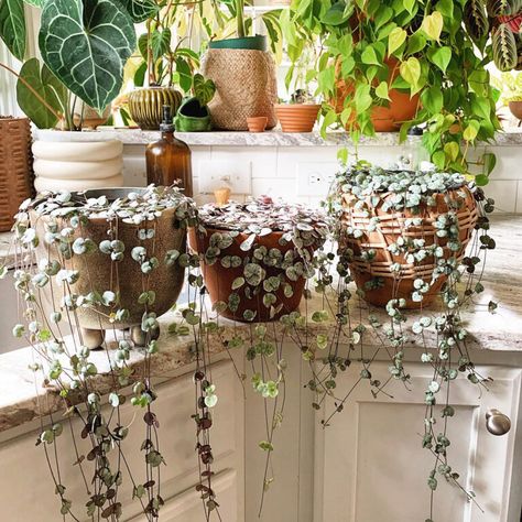 Fall in Love with the String of Hearts: The Perfect Succulent for Your Sweetheart Succulent Landscape Design, String Of Hearts, Bright Indirect Light, Types Of Succulents, How To Attract Hummingbirds, Neem Oil, Organic Fertilizer, Mother Plant, Autumn Garden