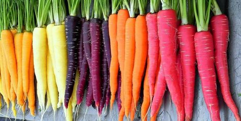 Rainbow Carrots Are The Newest Garden Trend, And You Can Buy Seeds on Etsy Purple Carrot, Rainbow Carrots, Daucus Carota, Best Perennials, Buy Seeds, Carrot Seeds, Heirloom Vegetables, Gardening Gift, Home Vegetable Garden