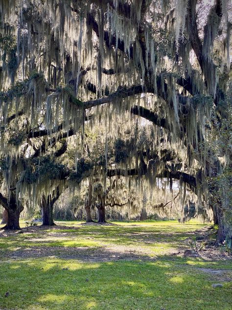 These grand live oak trees of Fontainebleau State Park in Louisiana stand tall and proud. Louisanna Aesthetic, Louisiana Oak Trees, New Orleans Trees, Fontainebleau State Park Louisiana, Louisiana Photoshoot, Louisiana Background, Louisiana Aesthetic, Louisiana Nature, Florida Gothic