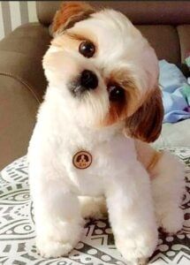 12 Best Shih Tzu Haircut and Hairstyles to Try Shih Tzu Puppy Grooming Styles, Maltese Shih Tzu Haircuts, Shi Zhu Haircut, Shitzu Haircuts Boy Shih Tzus, Shitzu Haircuts Boy Teddy Bears, Shi Tzu Hairstyles Short, Morkie Haircut Hairstyles Teddy Bears, Shih Tzu Grooming Styles Teddy Bears, Shitzu Puppies Haircuts