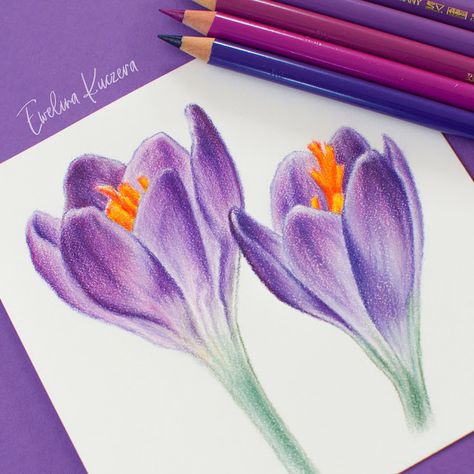 Artistic Blog - learn how to draw with colored pencils: How to draw flowers with colored pencils - a step by step tutorial Pencil Colour Painting Flowers, Colour Pencil Shading Flowers, What To Draw Colored Pencil, Art Using Colored Pencils, Purple Colored Pencil Drawings, Coloured Pencil Tutorial Step By Step, Drawings Using Colored Pencils, Flower With Pencil Colours, Color Pencil Sketch Flowers