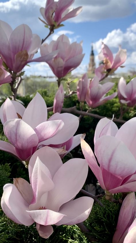 Magnolia Girl City Green Flowers Pink Wallpapers Blooms Blossom Lovely Picture Magnolias Aesthetic, Magnolia Flower Wallpaper, Japanese Magnolia, Magnolia Wallpaper, Book Reading Journal, Southern Magnolia, Pink Magnolia, Nothing But Flowers, Book Reading