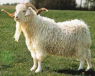 Angora goats - Google Search White Goat, Angora Goat, Angora Goats, Goat Farming, Backyard Chickens, Fortune Telling, Angkor, New Puppy, 귀여운 동물