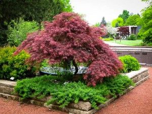 Garnet Japanese Maple Tree. A different shade of red than the dark maroon of Tamukeyama Red Dragon Japanese Maple, Japanese Maple Tree Landscape, Maple Tree Landscape, Japanese Maple Garden, Maple Tree Seeds, Japanese Garden Plants, Japanese Garden Decor, Small Japanese Garden, Japanese Garden Landscape