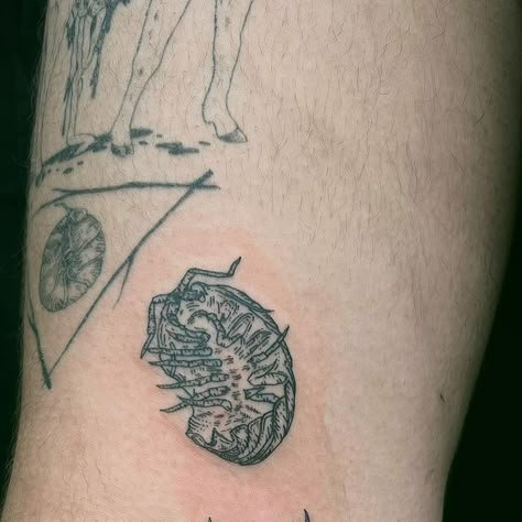 Annie on Instagram: "Some pill bugs as an addition to a healed @wolfgore piece" Pillbug Tattoo, Pill Bug Tattoo, Roly Poly Tattoo, Skink Tattoo, Pill Bugs, Healed Tattoo, Pill Bug, Bug Tattoo, Dope Tattoos