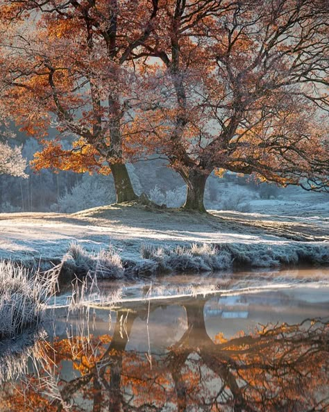 Autumn Scenery, Winter Scenery, Snow Scenes, Winter Landscape, Beautiful Tree, Winter Scenes, Amazing Nature, Nature Pictures, Beautiful Paintings