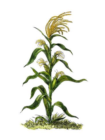 Indian Corn, Corn Plant, Giclee Painting, Maize, Corn, Giclee Print, Bread, Flowers, Green