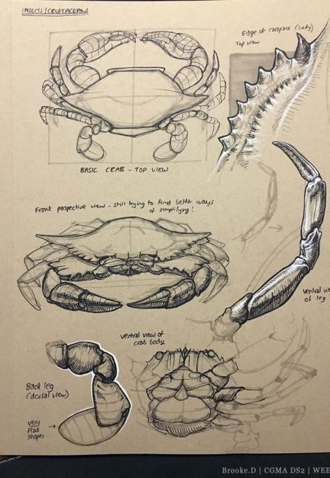 Peter Han Dynamic Sketching, Peter Han, Dynamic Drawing, Crab Art, Nature Sketch, Animal Study, Scientific Illustration, Arte Sketchbook, Crustaceans