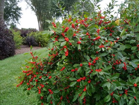 Berry Heavy winterberry holly in summer Maine Garden, Winterberry Holly, Winter Floral Arrangements, Wet Spot, White Plants, Garden Maintenance, Rain Garden, Plant List, Landscaping Plants