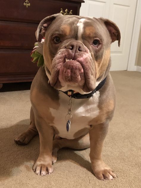 My handsome lilac tri Olde English Bulldog Old Tyme English Bulldog, Lilac English Bulldog, Gray English Bulldog, English Bulldog Care, Fat English Bulldog, English Bulldog Photography, Olde English Bulldogge, Old English Bulldog, Bulldog Breeds