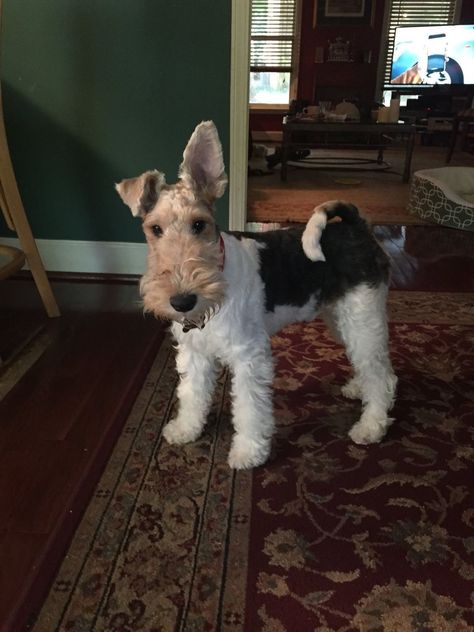 Wire Haired Terrier, Wirehaired Fox Terrier, Welsh Terrier, Fox Terriers, Wire Fox Terrier, Love My Dog, Pet Fox, Silly Animals, Sweet Dogs