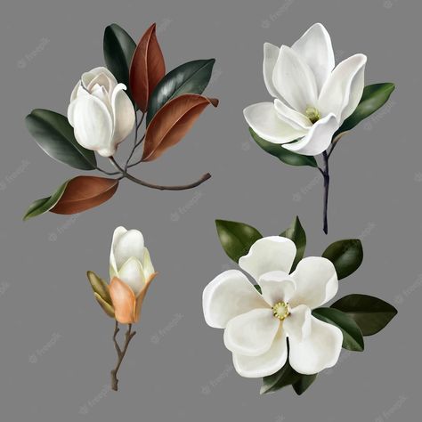 Magnolia Tattoo, Lilly Flower, Flower Icons, Flower Circle, Magnolia Leaves, Flower Sketches, Leaf Drawing, Botanical Decor, Flower Art Images