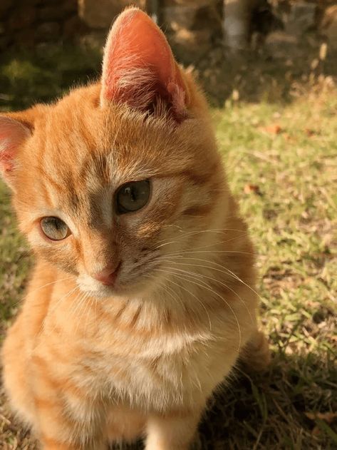 Every single week, we have a meeting such as this one. And in every single meeting, we attempt to find the most low-effort plan for world domination, because heckin' heck, but cats really are lazy sometimes. So we continue gathering here and being whipped for our murderbabies. And… actually, we love it. #cutecats #cats #catpics #cuteanimals #wholesomepictures White Cat, Orange, White