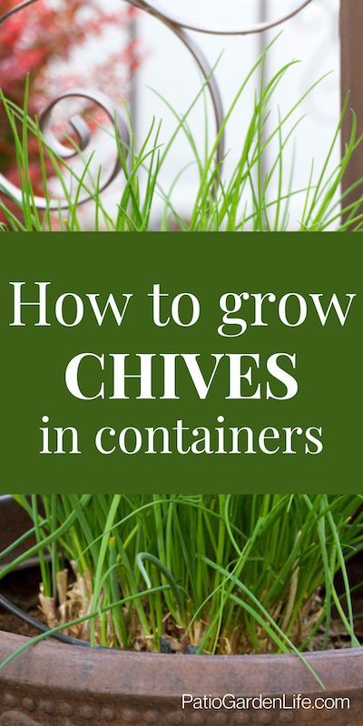 Interested in growing your own herbs? Try growing chives in pots! They're an easy perennial that does well in pots and containers. This post covers everything from seed to harvest. How To Grow Chives, Grow Chives, Growing Chives, Chives Plant, Growing Vegetables In Pots, Herb Garden Pots, Indoor Vegetables, Preserving Herbs, Herb Garden In Kitchen