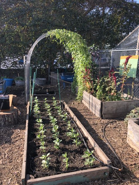 Cucamelon Trellis, Panel Trellis, Cattle Panel Trellis, Fenced Vegetable Garden, Chicken Coop Garden, Cattle Panels, Diy Garden Trellis, Garden Layout Vegetable, Diy Trellis