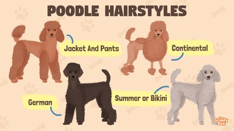 List Of Styles, Standard Poodle Cuts, Poodle Hairstyles, Standard Poodle Haircuts, Poodle Haircuts, Lamb Cuts, Poodle Hair, Poodle Haircut, Hairstyles List