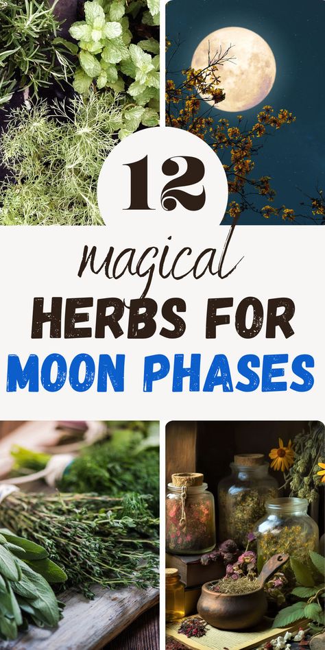 in this blog post we explore 12 herbs that correspond to all four moon phases. Use them for moon rituals, potion making, crafting amulets,... Moon Herbs Witchcraft, Herbs For New Moon, New Moon Herbs, Herbs For Full Moon, Full Moon Food, Spoonie Witch, Full Moon Herbs, Witchcraft Recipes, Herbalism Recipes