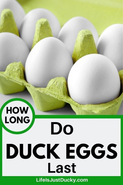 Recipes Using Duck Eggs, Ducks Vs Chickens, Duck Raising, Raising Ducklings, Egg Chart, Backyard Chickens Diy, Duck Care, Backyard Homesteading, Egg Facts