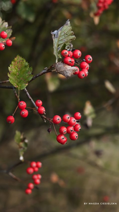 Portrait of rowan berries. Rowan Aesthetic, Fall Aesthetic Photos, Fall Nature Photography, Rowan Berry, Autumn Still Life, Holly And The Ivy, Rowan Berries, Autumn Berries, Fall Photography Nature