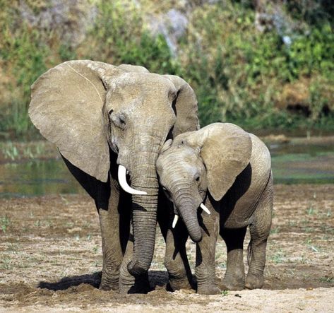 Elephant Art Drawing, Mom And Baby Elephant, Mother And Baby Elephant, Elephant Photography, Ivory Trade, Elephant Sanctuary, Elephant Love, Elephant Lover, Elephant Art