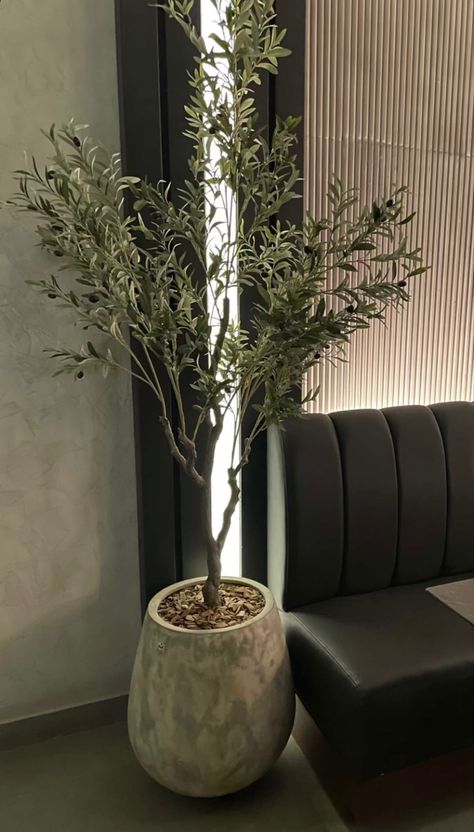 Olive Tree Interior, Tree Interior Design, Fake Olive Tree, White Vase Decor, Olive Decor, Potted Olive Tree, Olive Plant, Interior Design Plants, Tree Interior