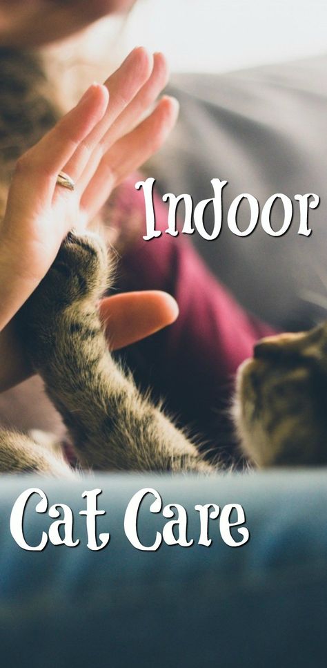 Indoor Cat Care - Tips, tricks and how to look after them in the best way properly! Gifts For Cats, Cat Toilet Training, Newborn Kittens, Cat Toilet, Cat Hacks, Healthy Cat, Cat Care Tips, Kitten Care, Indoor Cats