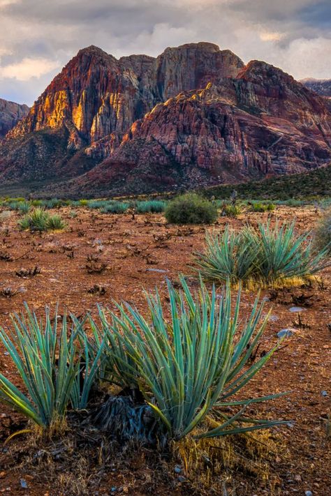 Red Rock Canyon Cloudy Morning Day Break⁠ Thx for following and sharing. Purchase Prints | Calendars | Merchandise at my website. ------------⁠ #RedRock #Canyon #RedRockCanyonNationalConservationArea #LasVegas #Nevada #NV #Mountain #Outdoors #Cliff #Desert #Sunrise #Calico #Sandstone #DesertScape #RockClimbing #Recreation #Travel #Explorer #Destination #Adventure #Nature ⁠#Preservation #Camping #Hiking #HikingTrail #Photography #Landscape #RockClimber #canyons #Tourism #photo #landscape Red Rock Nevada, Real Estate Commercial, Cloudy Morning, Desert Sunrise, Red Rock Canyon, Nevada Mountains, Rock Climbers, Cactus Art, Mountain Photography