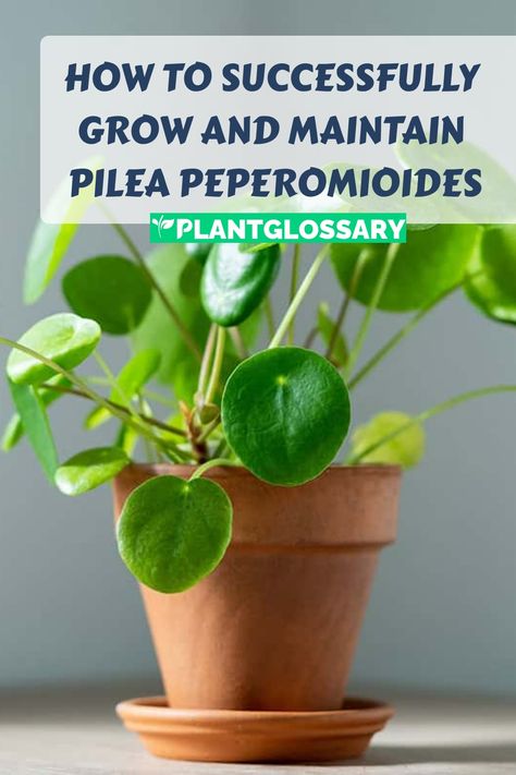 Pilea peperomioides, known for its distinctive round leaves, is a popular choice for indoor plant lovers. This article offers a complete guide to growing and caring for Pilea peperomioides. Learn about the ideal light conditions, watering schedules, and soil preferences to ensure your plant thrives. With these practical tips, you'll be able to keep your Pilea healthy and vibrant, adding a touch of greenery to your home with ease. Pilea Peperomioides Care, Pilea Plant Care, Pilea Plant, Pilea Peperomioides, Banana Tree, Root Growth, New Roots, Organic Matter, Snake Plant