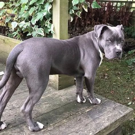 https://www.thegoodypet.com/wp-content/uploads/2022/02/How-Big-Do-Blue-American-Bulldogs-Get.webp Blue American Bulldog, Big Bulldog, American Bulldogs, American Bulldog, Blue Grey, Cute Dogs, Bulldog, Dogs, Grey