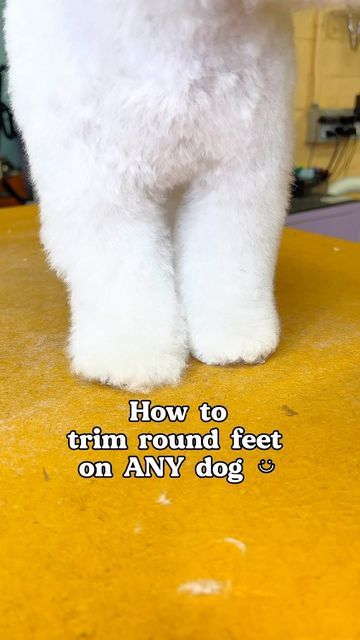 Arisa Thomas| LA Dog Groomer on Instagram: "Trimming round feet on a dog really sets the look for your dogs grooming. Its what gives it a more teddy bear look. If youve been struggle with feet, here’s an easy to achieve tutorial! Tools used: VG10 Curves @harzly_official Speedy 2 Thinning @utsumi.grooming Comb @pio_greenmouse #doggroomingtips #doggrooming #doggroomingtutorial #howto #doggroomingsalon" Dog Trimming Pet Grooming, Diy Dog Grooming Table, Teddy Bear Dog Haircut, Animal Grooming, Homemade Pet Treats, Pet Grooming Business, Grooming Ideas, Grooming Hacks, Dog Grooming Styles