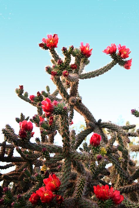 Jumping Cholla Cactus l They're no friend to our balloon, and our crew members all know the struggle of navigating through a patch of these bad boys, but they sure look great in bloom! Cholla Cactus Tattoo, Desert Tattoo, Mexico Cactus, Tall Cactus, Cholla Cactus, Plant Goals, Desert Southwest, Cactus Desert, Desert Tour