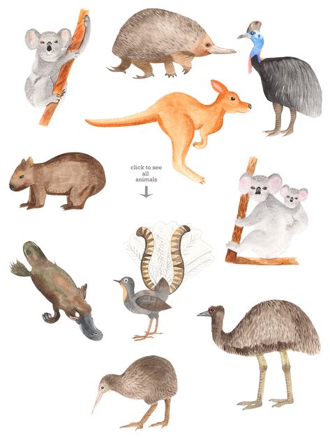 Australian animals and plants watercolor collection clipart – Watercolor clipart and illustrations by Marina Ermakova Australian Animal Drawings, Australian Animals Illustration, Nokshi Katha, Cute Australian Animals, Zoo Logo, Kangaroo Art, Plants Watercolor, Watercolor Collection, Australia Animals