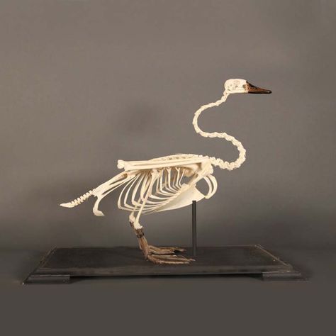 GET TO KNOW SWANS AND FLAMINGOS BY DRAWING THEIR SKELETONS FIND BIRD SKELETONS AND SKETCH Swan Skeleton, Duck Skeleton, Skull References, Design In Nature, 2022 Illustration, Swan Animal, The Wild Swans, Bird Anatomy, Wild Swans