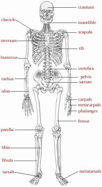 Types of bones, bone structure, & joints Labeled Skeleton, Emt Study, Human Skeletal System, Latihan Dada, Skeletal System, Human Body Anatomy, Nursing School Studying, Medical Facts, Medical School Studying