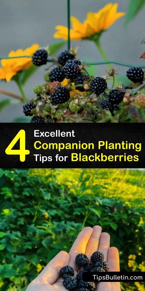 Blackberry Bushes Care How To Grow, Companion Plants For Fruit Trees, Blackberry Bushes Growing, Propagating Blackberry Plants, Planting Blackberry Bushes, Growing Blackberries In Containers, Blackberry Plants How To Grow, Blackberry Companion Plants, Blackberry Growing