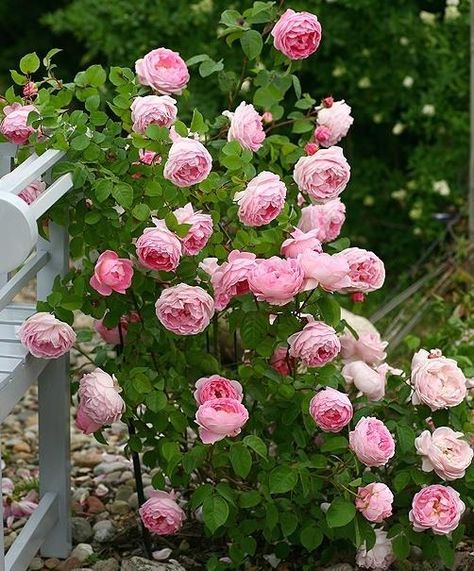 Climbing rose Seed Pots, Rare Roses, Garden Diary, Austin Rose, Rose Trees, Tree Seeds, Garden Studio, Climbing Roses, Lady Grey