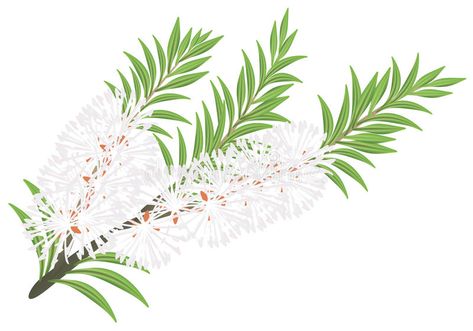 Melaleuca - tea tree. Illustration on white background , #Ad, #tree, #tea, #Melaleuca, #background, #white #ad Tea Tree Plant, Tea Tree Oil Uses, Natural Acne Remedies, Natural Acne, Melaleuca Alternifolia, Oil Skin Care, Natural Soy Candles, Oil Benefits, Tea Tree Essential Oil