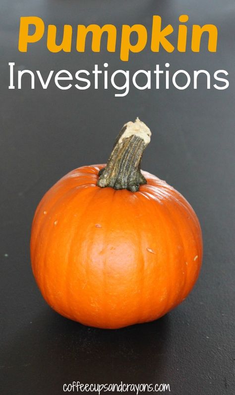 Pumpkin Investigations!  Fun pumpkin themed science and math investigations with a #FreePrintable! Pumpkin Science Experiment, Pumpkin Investigation, Pumpkin Learning, Pumpkin Science, Pumpkin Math, Pumpkin Unit, Fall Classroom, Pumpkin Activities, Science Activity