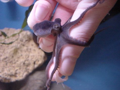 Tiny Octopus, Baby Octopus, Salt Water Fish, Saltwater Tank, Saltwater Aquarium, Beautiful Fish, Cane Corso, Sphynx, Sealife