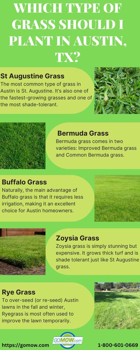 St Augustine Grass Care, Different Types Of Grass, St Augustine Grass, Rye Grass, Zoysia Grass, Bermuda Grass, Growing Grass, Lawn Mowing, Types Of Grass