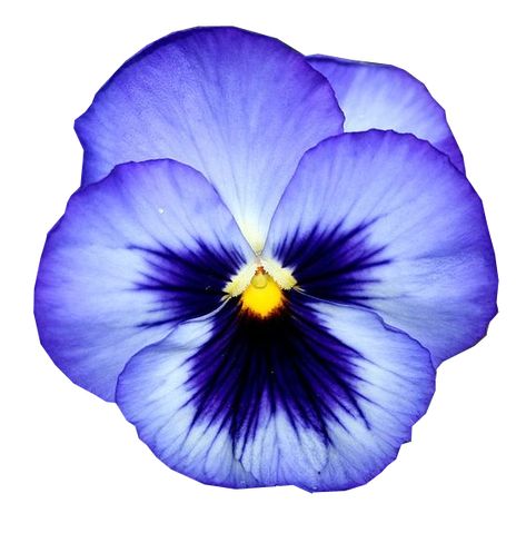 Pansies Drawing, Flower Petals Drawing, Pansy Drawing, Purple Flower Petals, Pansy Art, Pansy Tattoo, Blue Pansies, Blue Pansy, Flower Icons