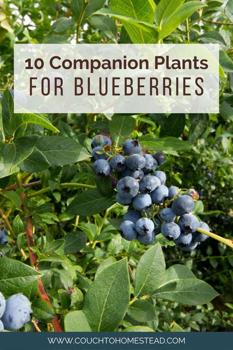 Blueberry Bush Soil Regeneration, Blueberry Companion Plants, Mini Orchard, Gardening Therapy, Grow Blueberries, Blueberry Gardening, Best Companion Plants, Companion Planting Chart, Growing Blueberries