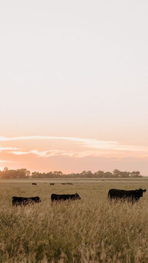 Farming Wallpaper Iphone, Simple Western Background, Country Fall Wallpaper, Hunting Backgrounds, Western Aesthetic Wallpaper, Country Wallpaper, Country Backgrounds, Western Wallpaper Iphone, Fall Photography