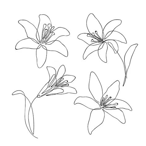 Stargazer Lilly Drawing Vectors, Photos and PSD files | Free Download Stargazer Tattoo, Simple Flower Outline, Lilly Flower Drawing, Stargazer Lilly, Lilly Flower, Honeysuckle Flower, Outline Illustration, Flower Outline, Floral Drawing